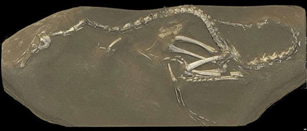 Un nuovo fossile di un dinosauro raro ritrovato in Mongolia