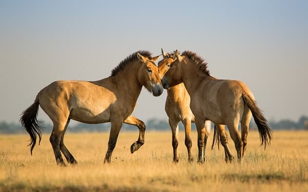 Il ritorno dei cavalli di Przewalski in Mongolia