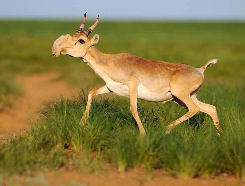 Dove osservare la fauna della Mongolia