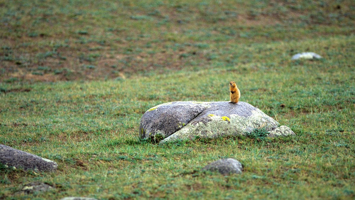 Gli animali emblematici della Mongolia
