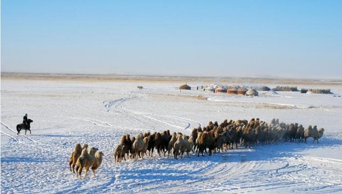 Un Dzud nero in Mongolia quest'anno?